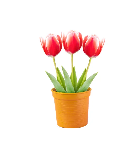 Tulip på potten isolerad på vit bakgrund — Stockfoto