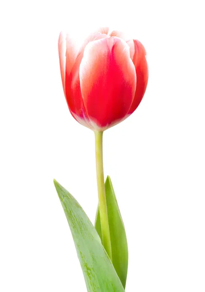 Tulpe isoliert auf weißem Hintergrund — Stockfoto