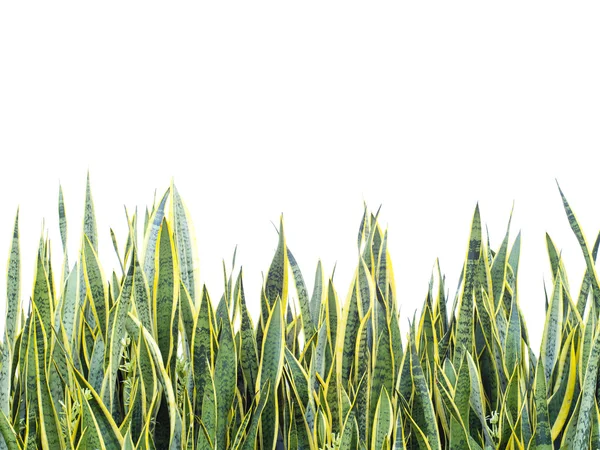 Трава изолированы на белом фоне — стоковое фото