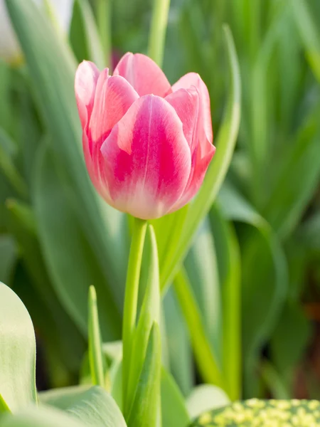 Piękne wiosenne kwiaty, Tulipan — Zdjęcie stockowe