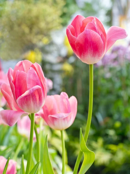 Beautiful spring flowers, tulip — Stock Photo, Image