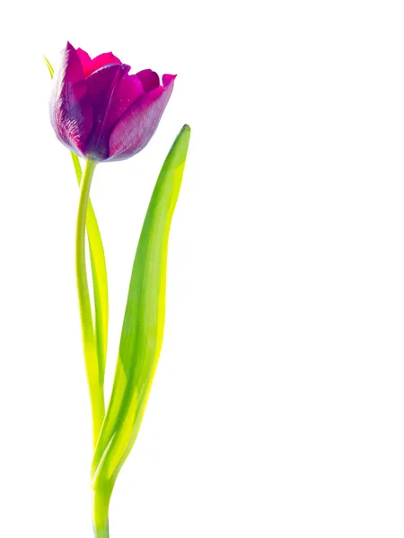 Tulpe isoliert auf weißem Hintergrund — Stockfoto