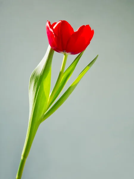 Vackra vårblommor, tulip — Stockfoto