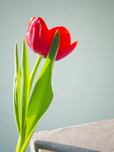 美丽的春天的花朵郁金香 — 图库照片