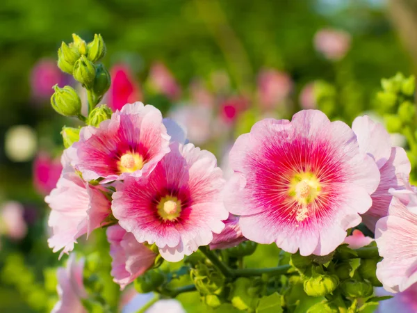 Beautiful malva flower close up — Stock Photo, Image