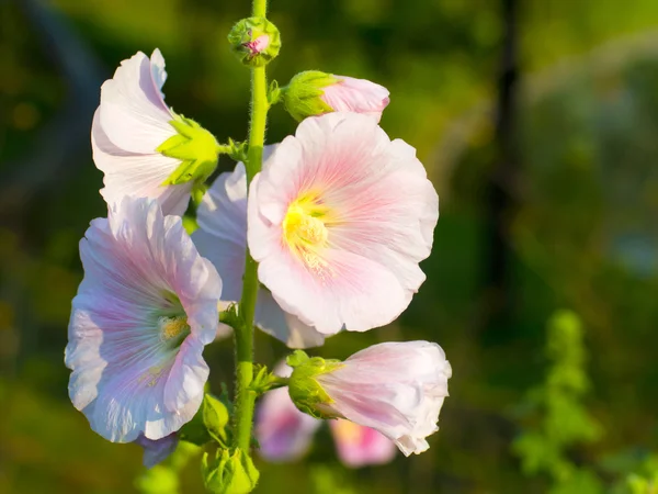 Close up of beautiful malva flowers — Stock Photo, Image
