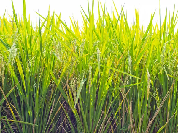Rijst om te oogsten op de boerderij — Stockfoto
