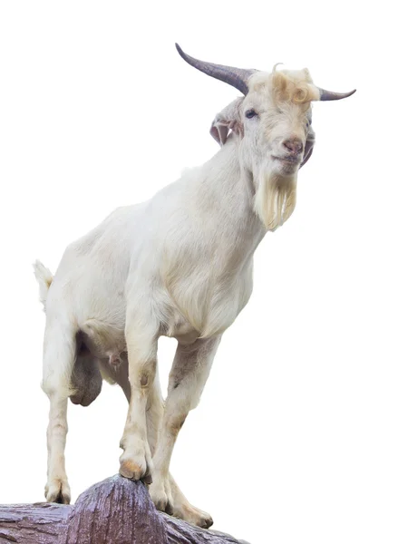 Goat standing up — Stock Photo, Image