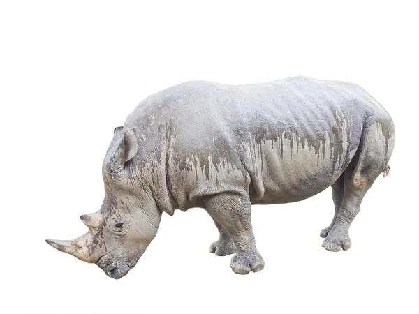 Носороги ізольовані на білому тлі — стокове фото