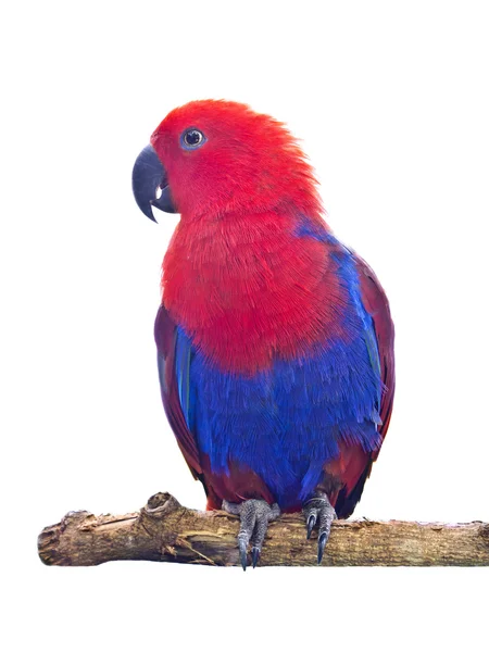 Закритий папуга Макаве — стокове фото