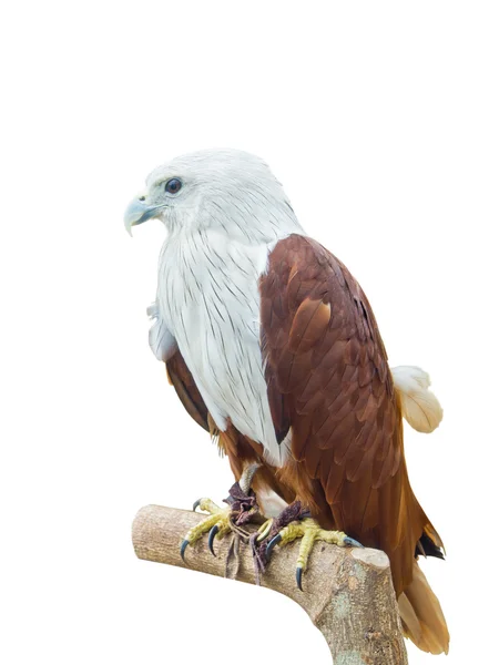 Red Hawk isolated on white background. — Stock Photo, Image