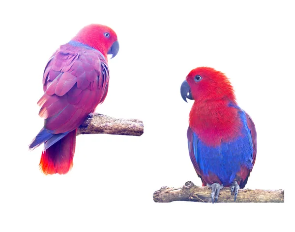 Два макаронних папуги ізольовані на білому тлі — стокове фото