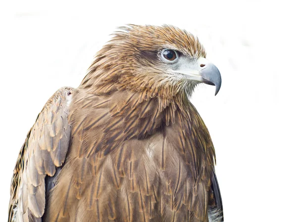 Close-up Black Hawk — Stock Photo, Image