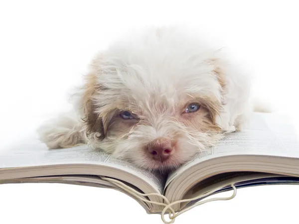 English puppy dozy over reading a book — Stock Photo, Image
