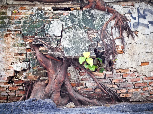 Ruína parede de concreto com raiz de árvore grande — Fotografia de Stock