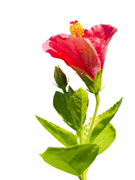 Hibiscus rojo, Flor tropical —  Fotos de Stock