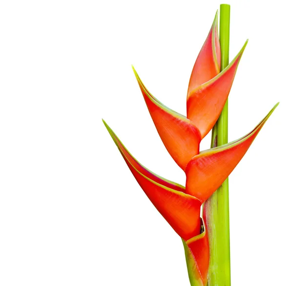 Heliconia bloem — Stockfoto