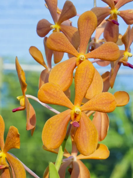 Cerca arriba flor de la orquídea de Orange Mokara —  Fotos de Stock