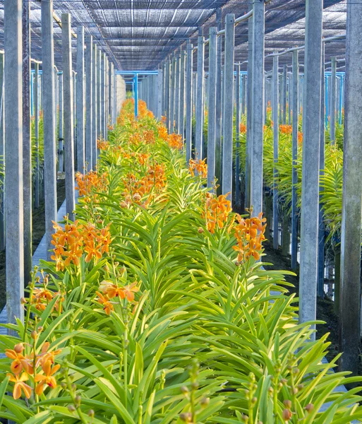 Azienda agricola Arancione Mokara orchidea fiore — Foto Stock