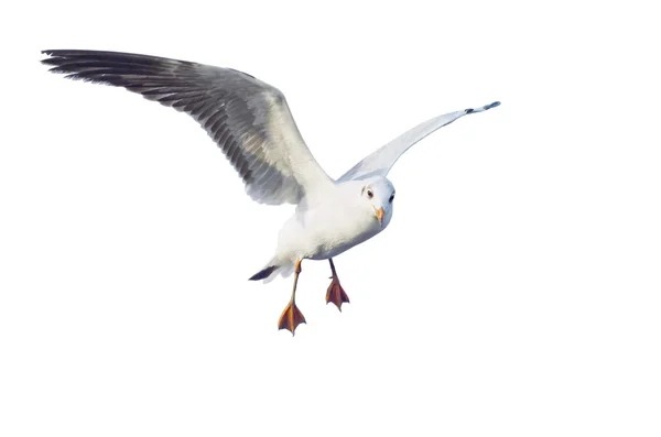 Quatro gaivotas diferentes — Fotografia de Stock