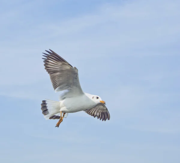 Seagull in flying action with full wings spanned — Stock Photo, Image