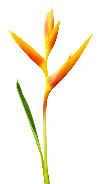 Heliconia blomma isolerad på vit bakgrund — Stockfoto