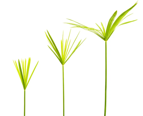 Папирус зелёных листьев — стоковое фото
