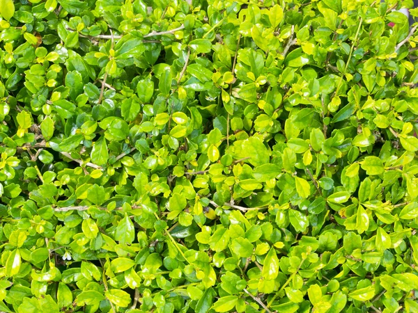 Pequenas folhas verdes fundo preenchido cheio o quadro — Fotografia de Stock