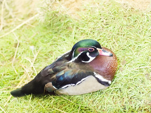 Canard mandarin couché sur l'herbe . — Photo