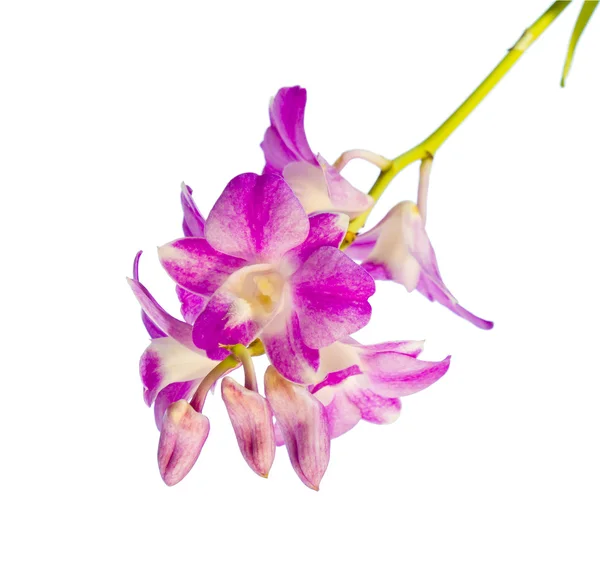 Orchid on white background — Stock Photo, Image