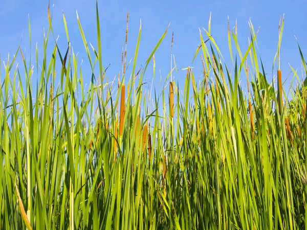Hierba verde con fondo azul —  Fotos de Stock