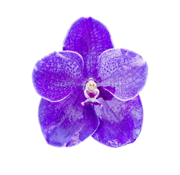 Vanda violette Orchidee — Stockfoto