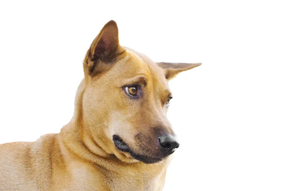 sokak köpeği Close-Up