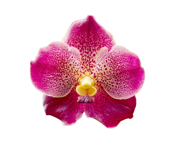 Close-up vanda rood op een witte achtergrond. — Stockfoto