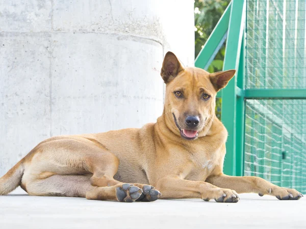 Charmant chien errant en Thaïlande — Photo