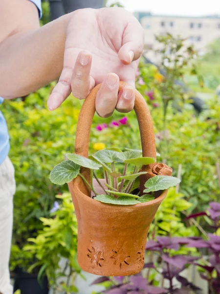 Mano sosteniendo la planta de primavera en olla —  Fotos de Stock