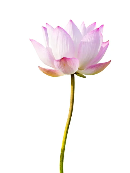 Pink lotus isolated on white — Stock Photo, Image