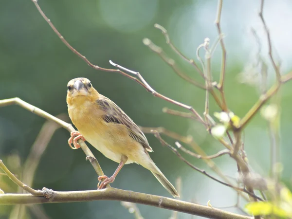 Tejedor de oro asiático, pájaro hembra —  Fotos de Stock