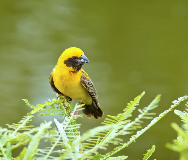 Asijské zlatý weaver, ptačí samec na pozadí povrchové vody — Stock fotografie