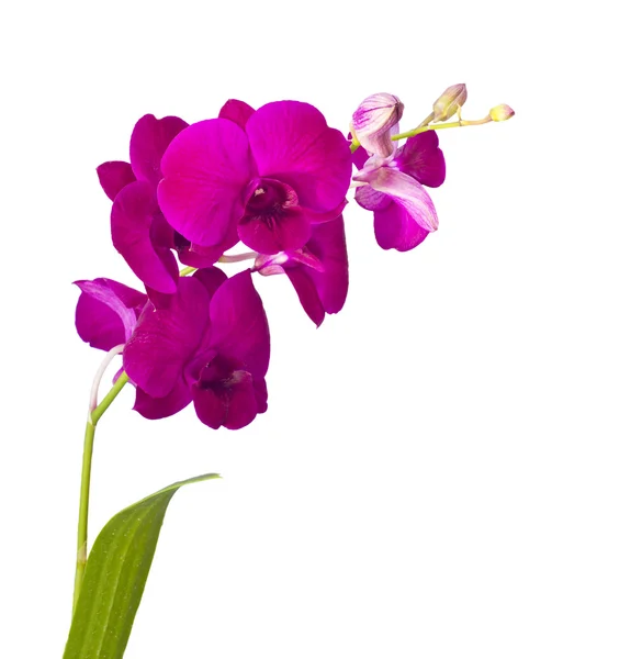 Orchideenblüten isoliert auf weißem Hintergrund — Stockfoto