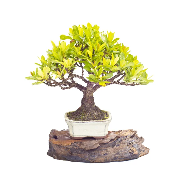 Lxora bonsai boom geïsoleerd — Stockfoto