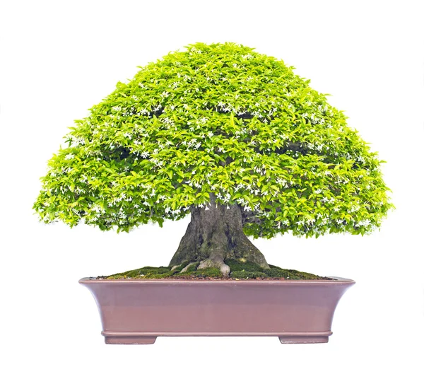 Mok Bonsai — Stock Fotó