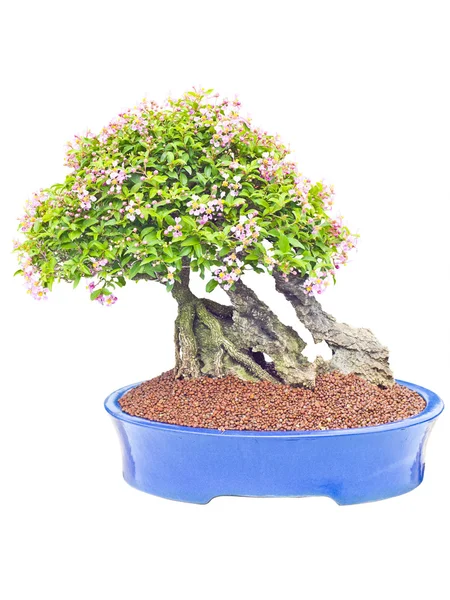 Rózsaszín arany harmat csepp bonsai — Stock Fotó