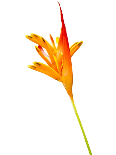 Heliconia blomma isolerad på vit bakgrund — Stockfoto