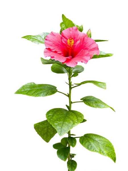 Röd hibiskus, tropisk blomma — Stockfoto