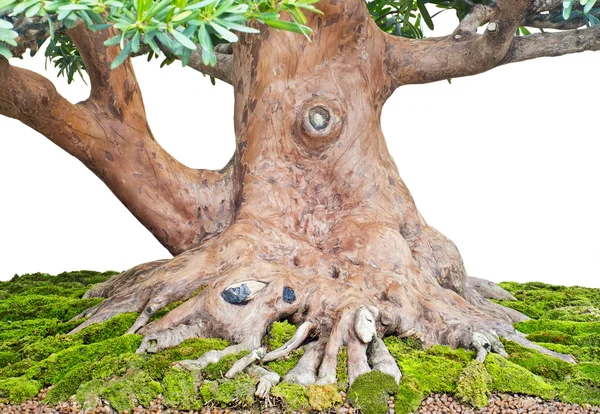 Stammen bonsai och moss — Stockfoto