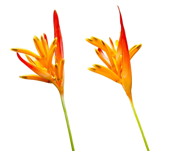 Heliconia flor aislada sobre fondo blanco — Foto de Stock