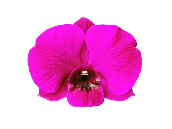 Orquídea colorida aislada sobre fondo blanco —  Fotos de Stock
