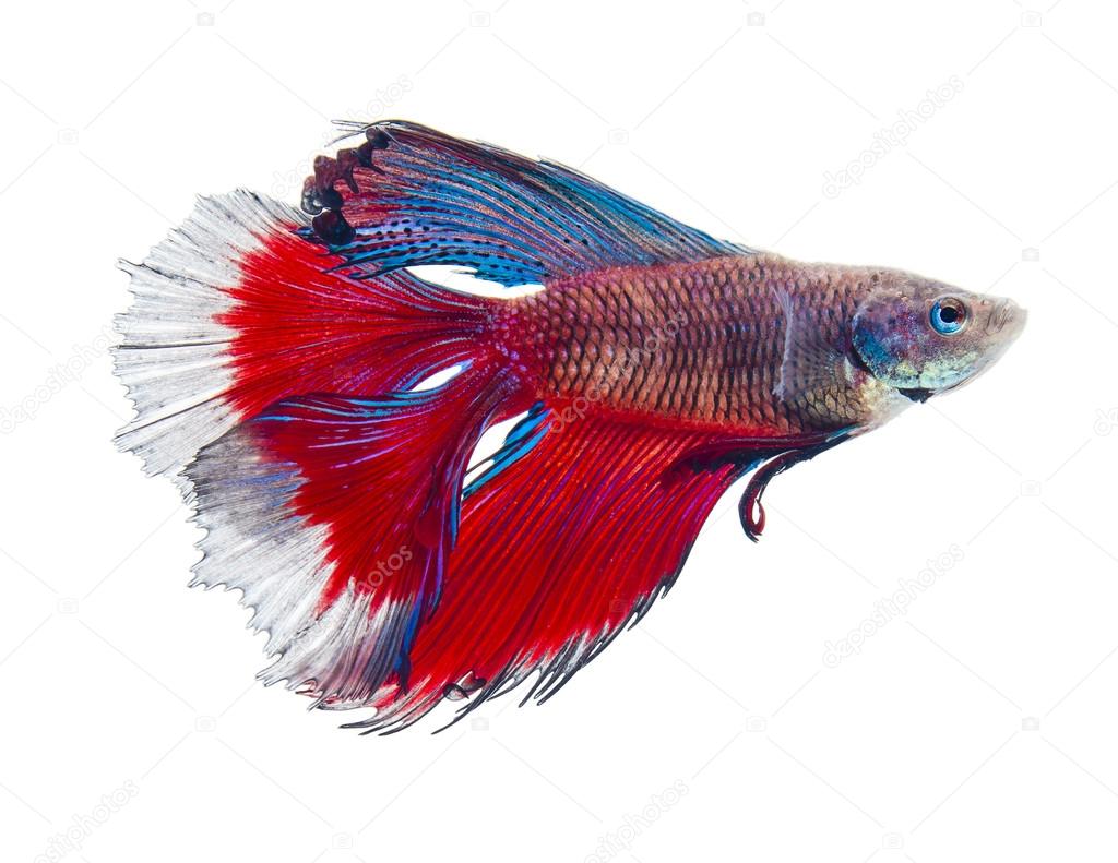 Double tail siamese fighting fish — Stock Photo © missisya #34351529