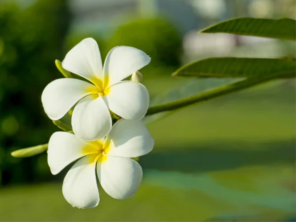 Vit plumeria blomma — Stockfoto